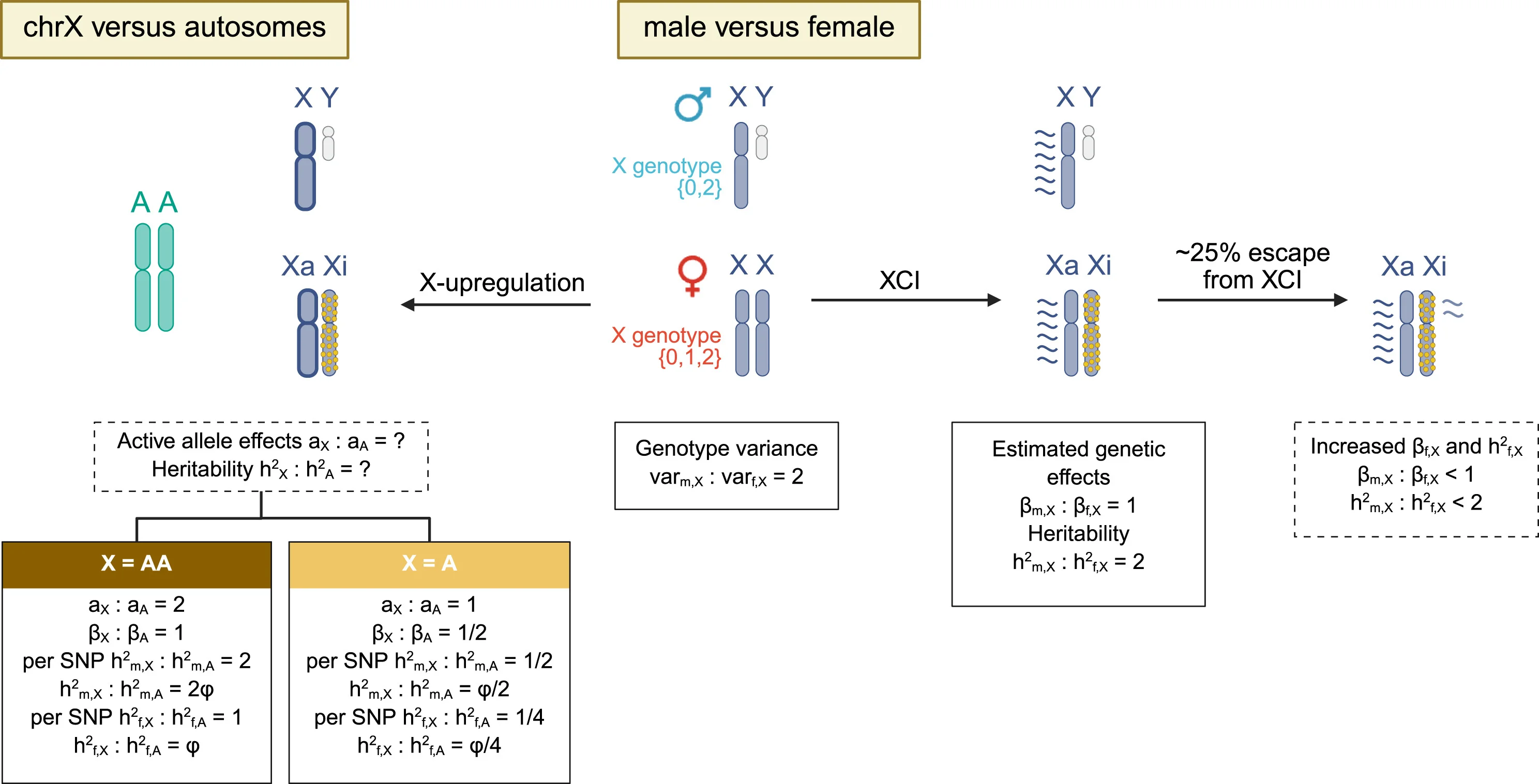 Open access visualization of Workflow, Illustration, X Chromosome Inactivation, Active X Chromosome, Inactive X Chromosome