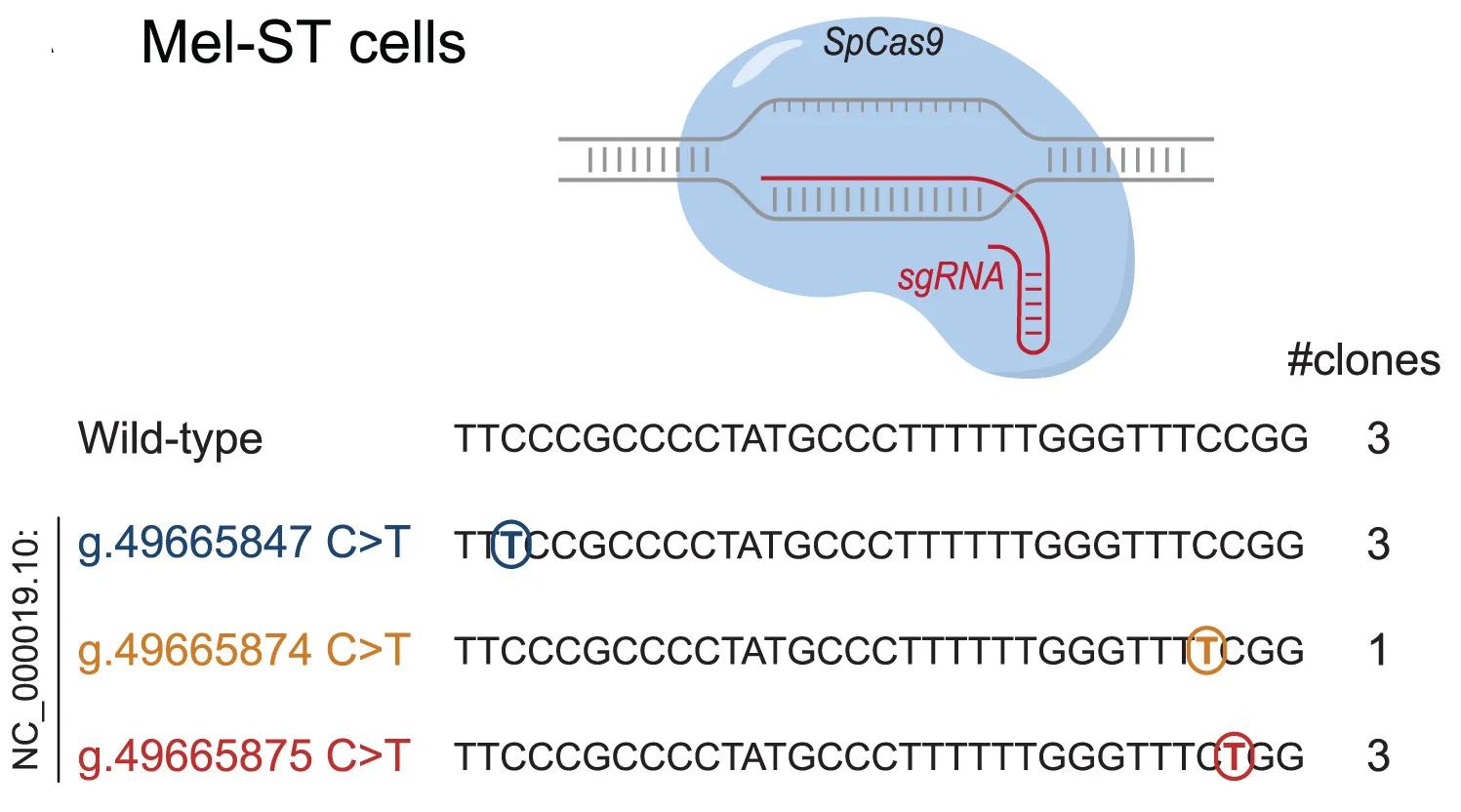 Open access visualization of Illustration, CRISPR-Cas9, Mutations, Mel-ST Cells, Genotypes