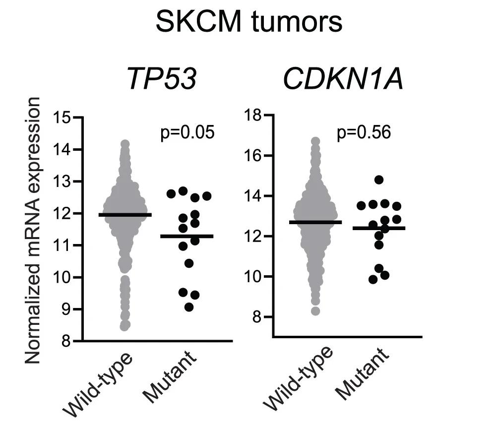 Open access visualization of Violin Plot, Scatter Plot, TP53, CDNK1A, mRNA Expression