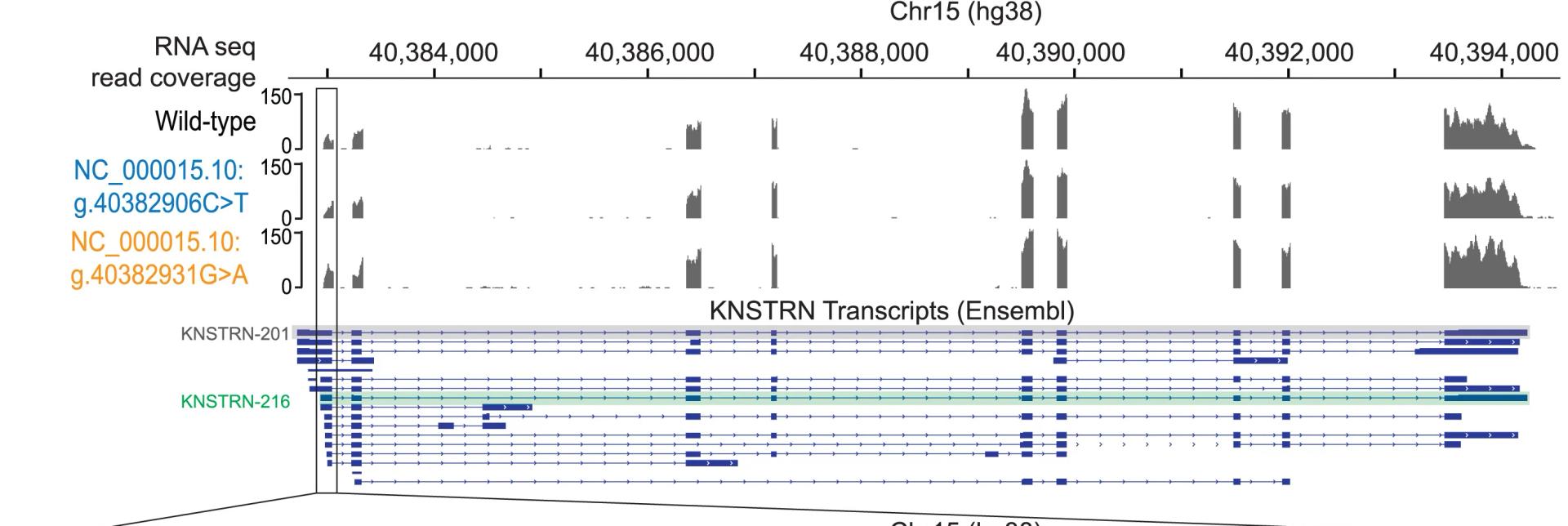 Open access visualization of Histogram, RNA-Seq, Melanoma Tumors, hg38, IGV