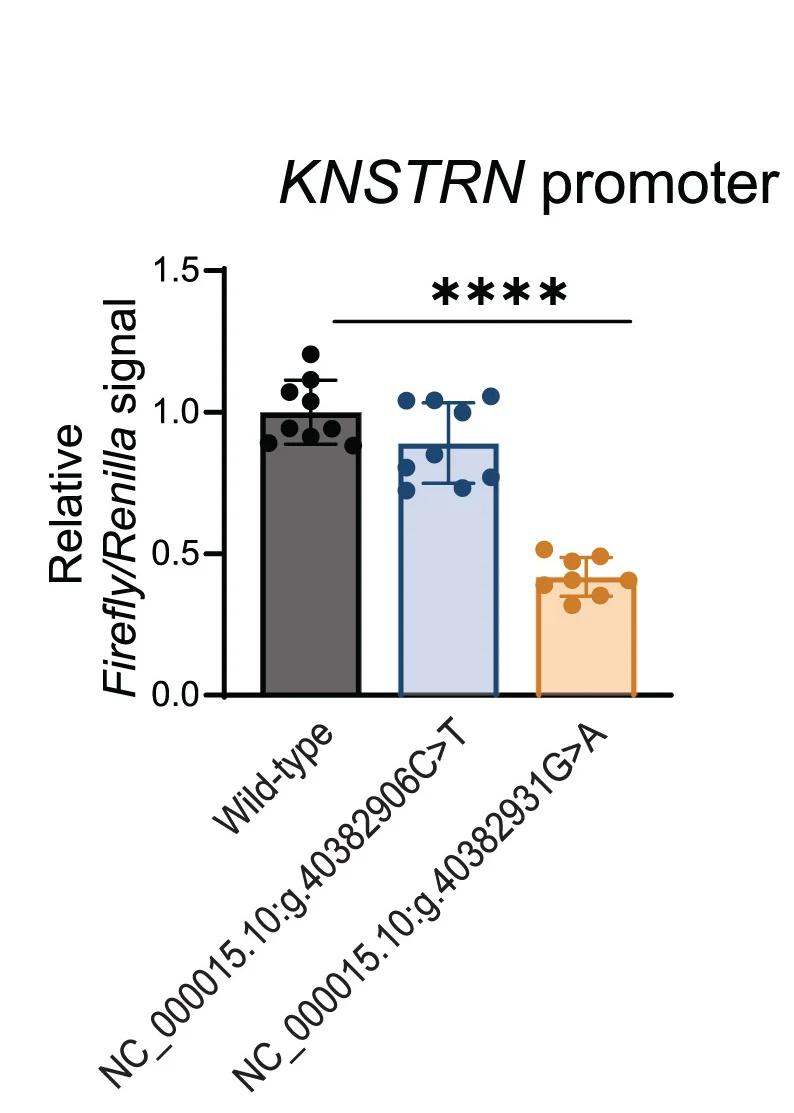 Open access visualization of Bar Plot, Error Bars, Luciferase Signal, KNSTRN, Promoter Activity