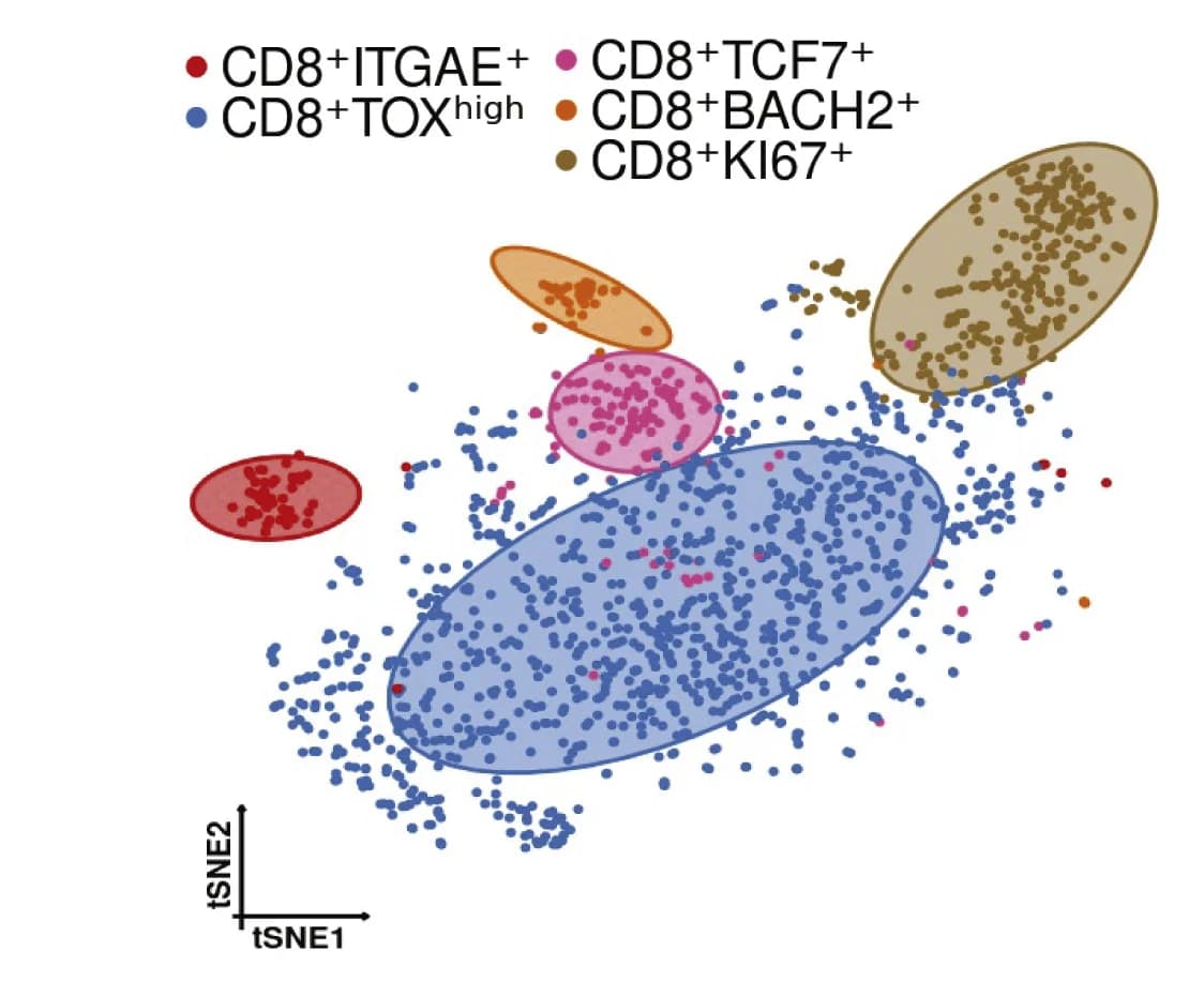 Open access visualization of Scatter Plot, UMAP, PCA, Single-cell RNA-seq, CD8+ TILs