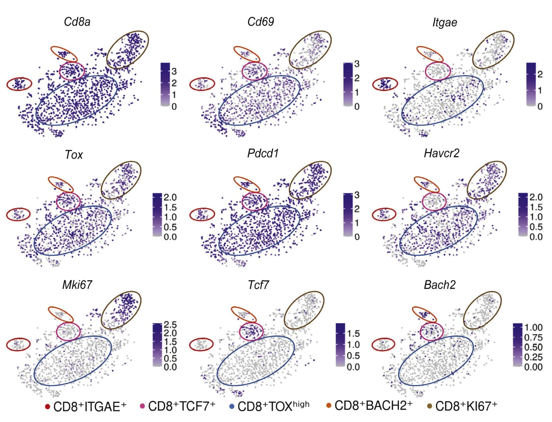 Open access visualization of Scatter Plot, Feature Plots, Key Genes, CD8+ T Cell Clusters
