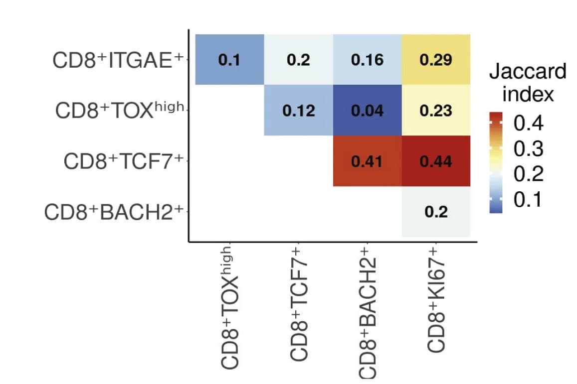 Open access visualization of Heatmap, Jaccard Indices, TCR Repertoires, CD8+ T Cell Clusters, Murine Tumors
