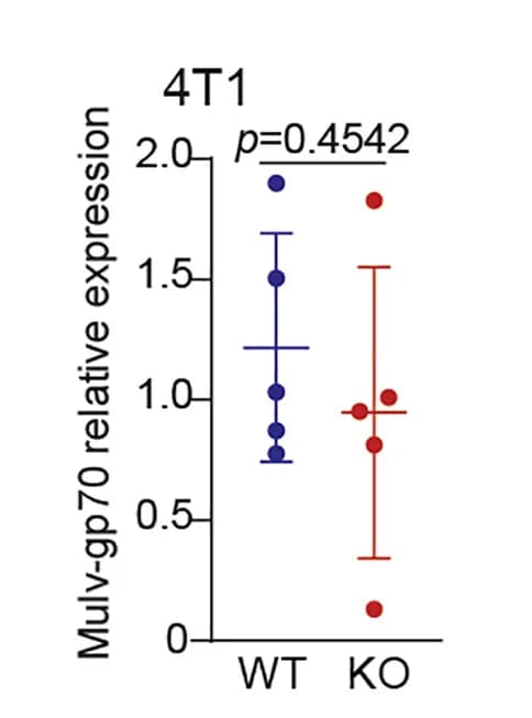 Open access visualization of Scatter Plot, Error Bars, 4T1.WT Cells, 4T1.KO Cells, BALB/c Mice
