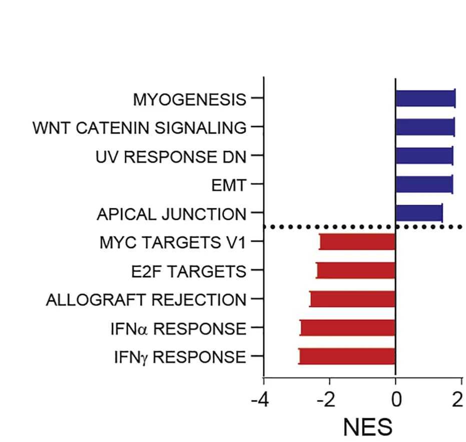 Open access visualization of Bar Plot, Gene Signatures, MSigDB Hallmarks, 4T1.WT Cells, 4T1.KO Cells