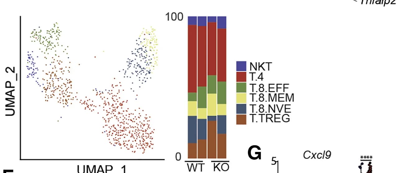 Open access visualization of UMAP, Stacked Bar Plot, Scatter Plot, UMAP Projection, K-Means Clusters