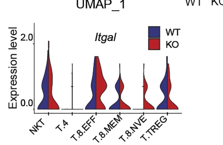 Open access visualization of Violin Plot, Violin Plots, Transcripts, NKT Cells, CD4+ T Cells