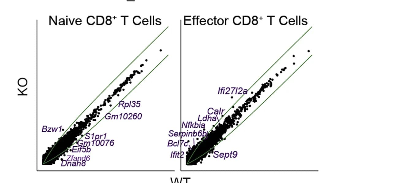 Open access visualization of Scatter Plot, Volcano Plot, Transcript Expression, WT T Cells, KO T Cells