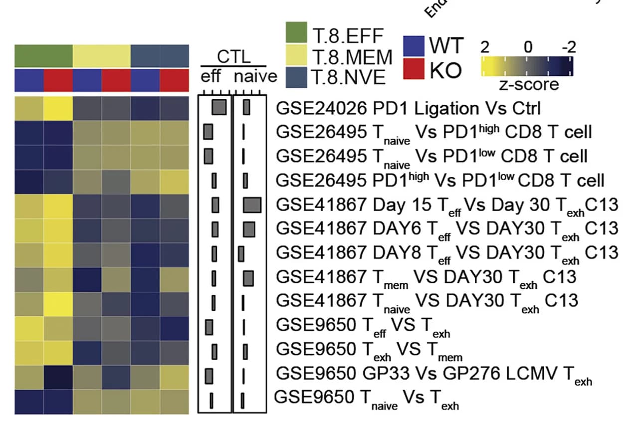 Open access visualization of Heatmap, Bar Plot, Exhaustion Signatures, Clusters