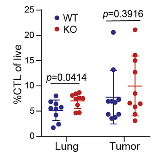 Open access visualization of Scatter Plot, Error Bars, CTL Infiltration, Primary Tumor, Lung Metastases