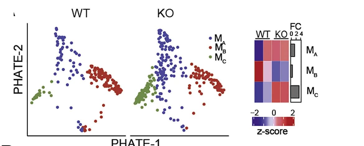 Open access visualization of Scatter Plot, Heatmap, PHATE projection, Macrophage population, Cell cluster