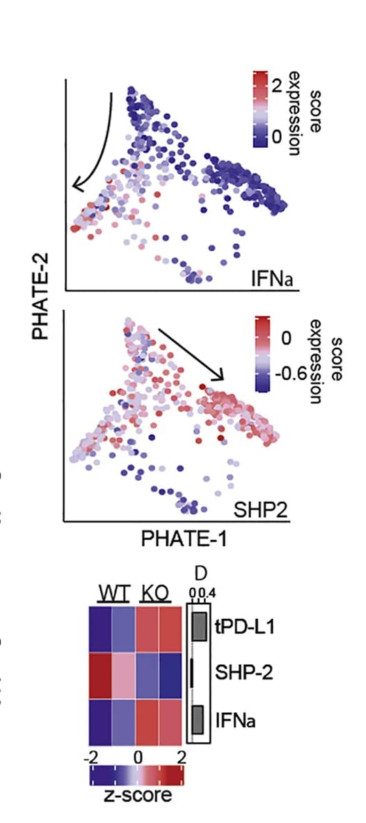 Open access visualization of Scatter Plot, Heatmap, Gene expression, Seurat, FindMarkers