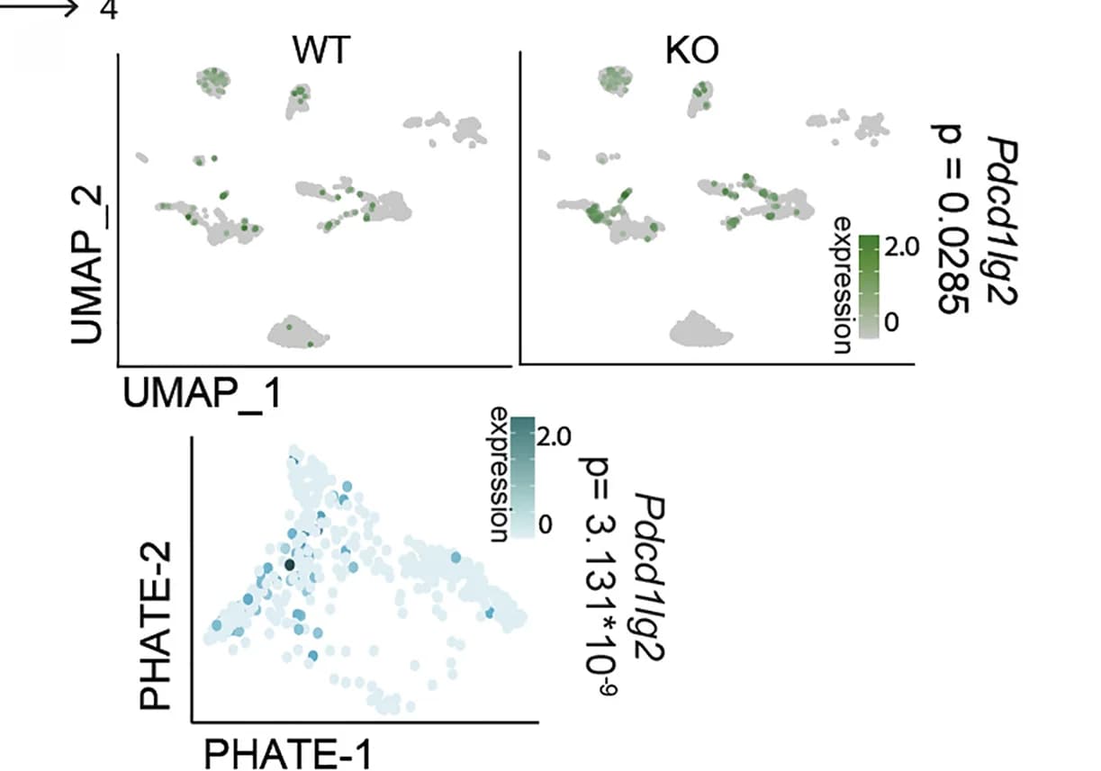 Open access visualization of UMAP, Scatter Plot, PD-L2 expression, Lung, 4T1 WT