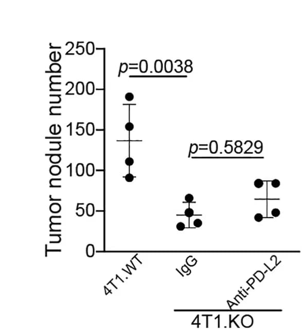 Open access visualization of Scatter Plot, Error Bars, 4T1 WT, 4T1 KO, IgG