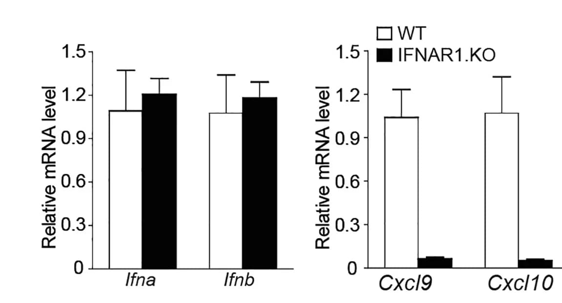 Open access visualization of Bar Plot, Error Bars, Clustered, C57BL6, IFNAR1 KO