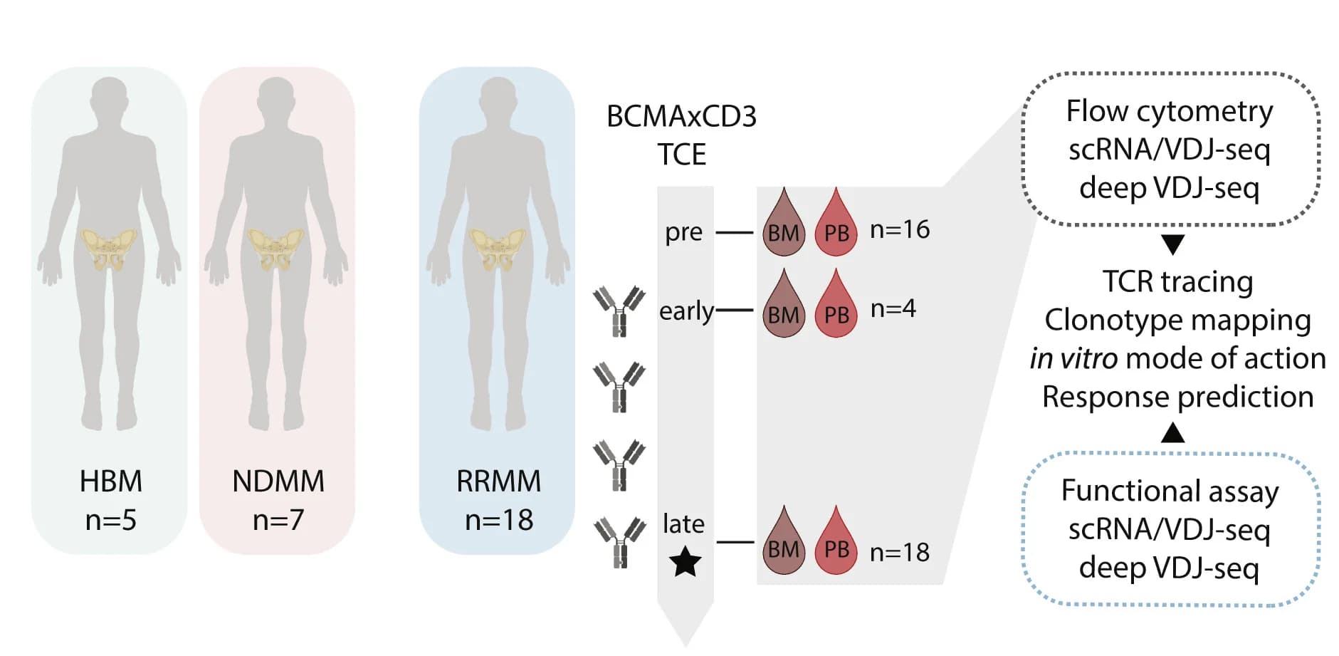 Open access visualization of Workflow, Flowchart, Study design, Bone Marrow, Peripheral Blood