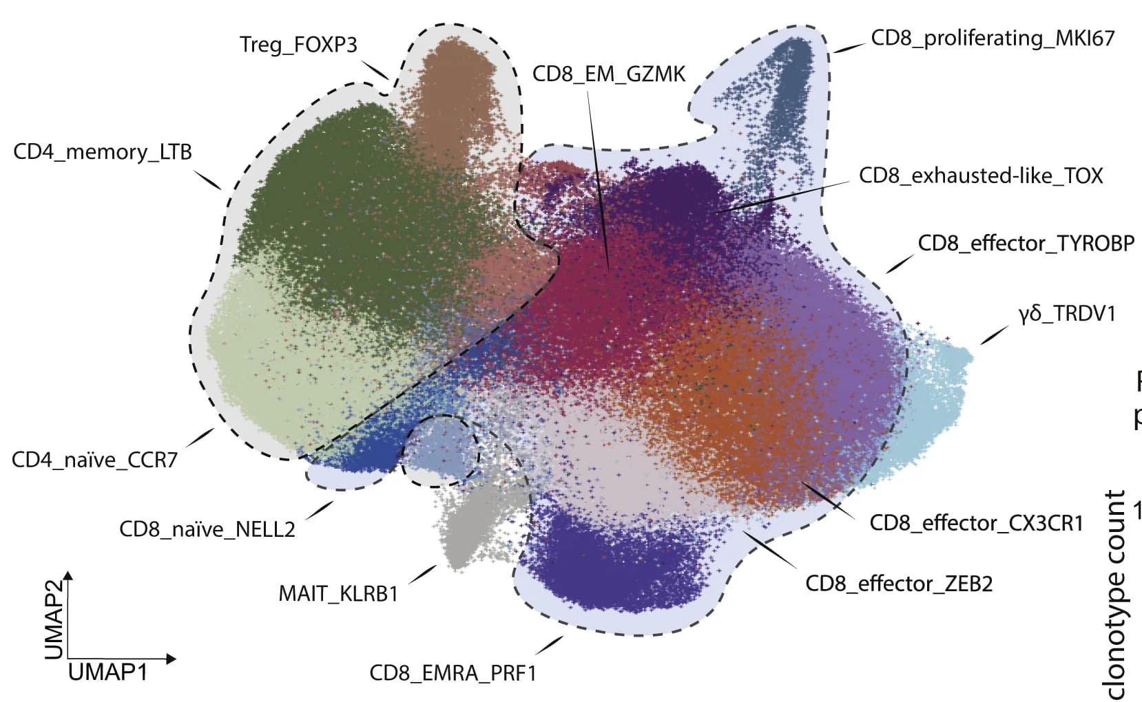 Open access visualization of Scatter Plot, UMAP, T Cells, T Cell Subsets, Clustering
