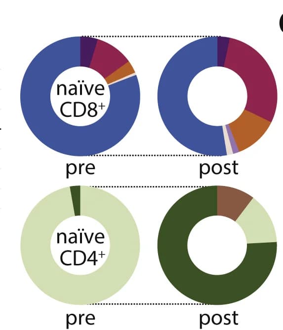 Open access visualization of Donut Chart, Donut Plots, Phenotype Composition, CD4+ T Cells, CD8+ T Cells