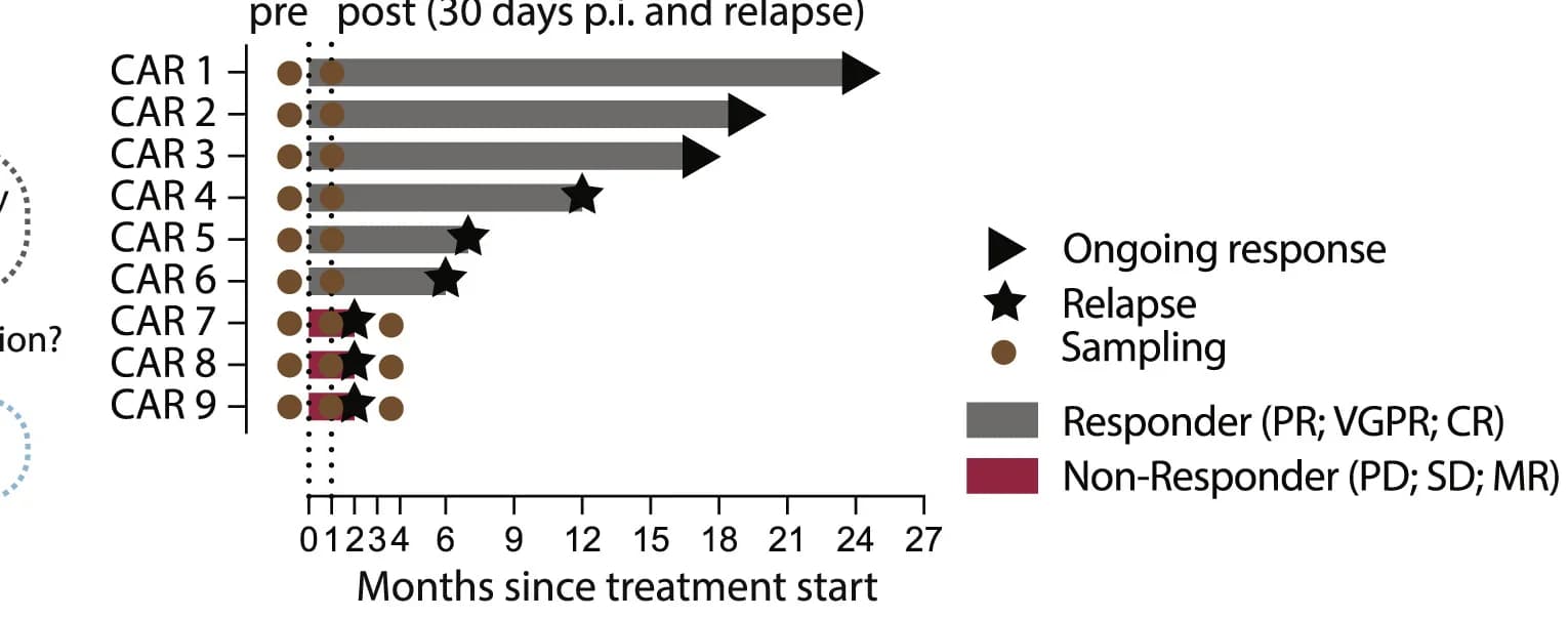 Open access visualization of Bar Plot, Swimmer Plot, RRMM, Treatment Response, Sampling Time Points