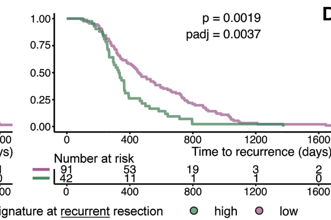 Open access visualization of Survival Curve, Line Step, Kaplan-Meier Curve, Time to Recurrence, ECM Status