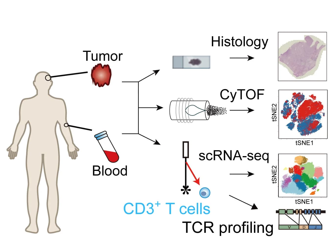 Open access visualization of Workflow, Scatter Plot, Sample Processing, scRNA-seq, CyTOF