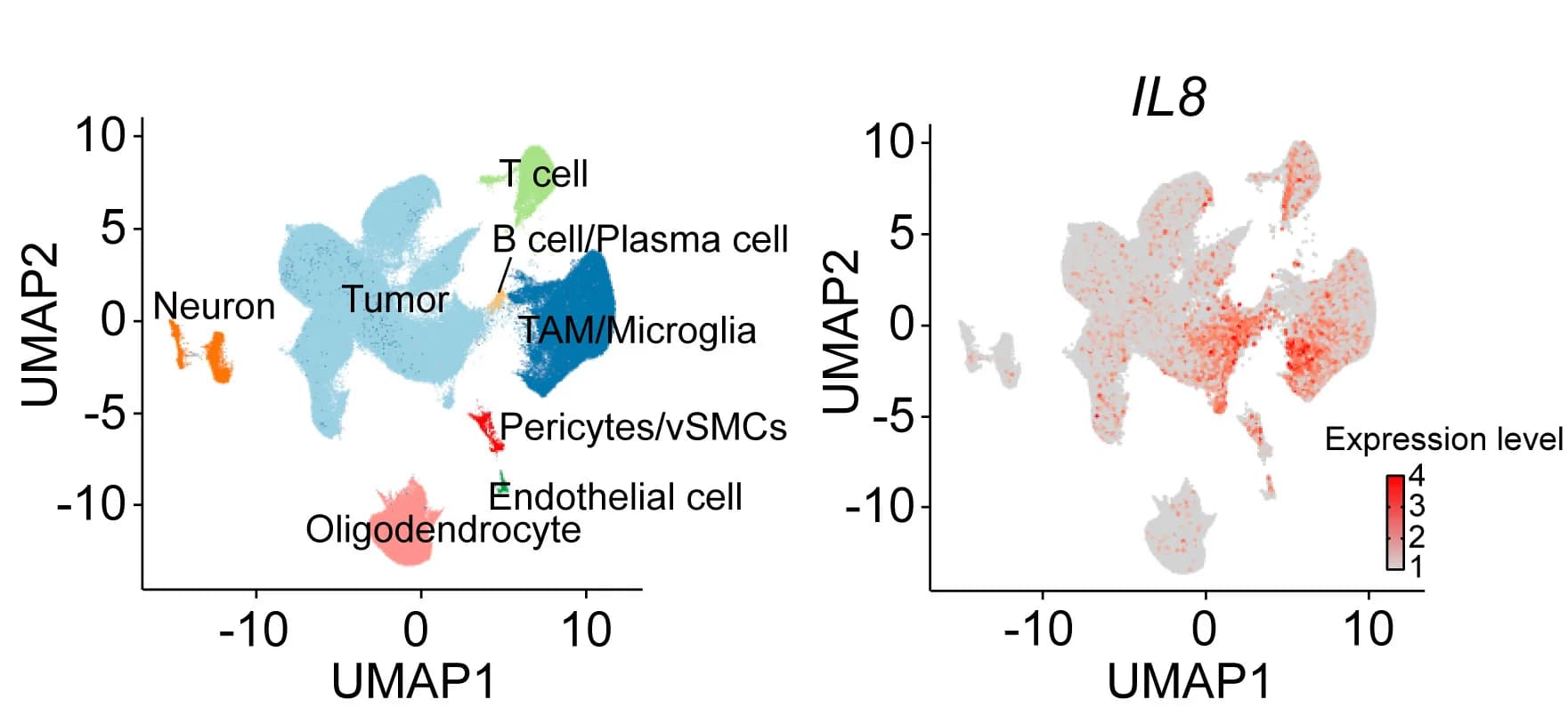 Open access visualization of UMAP, Scatter Plot, UMAP Plot, Cell Types, GBM Samples