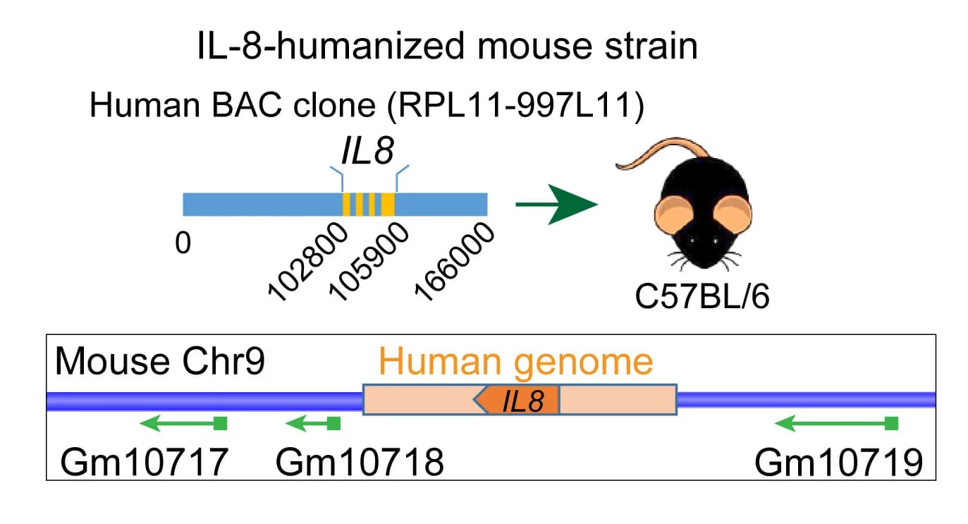 Open access visualization of Workflow, Illustration, Schematic Representation, IL-8-humanized Mouse Strain, IL8-Hu Construction