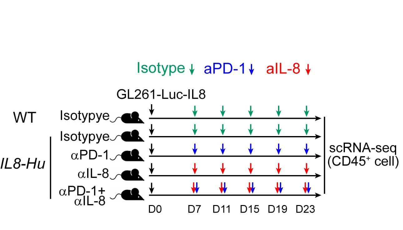 Open access visualization of Workflow, Flowchart, Illustration, GL261-Luc-IL8 Cells, WT Mice