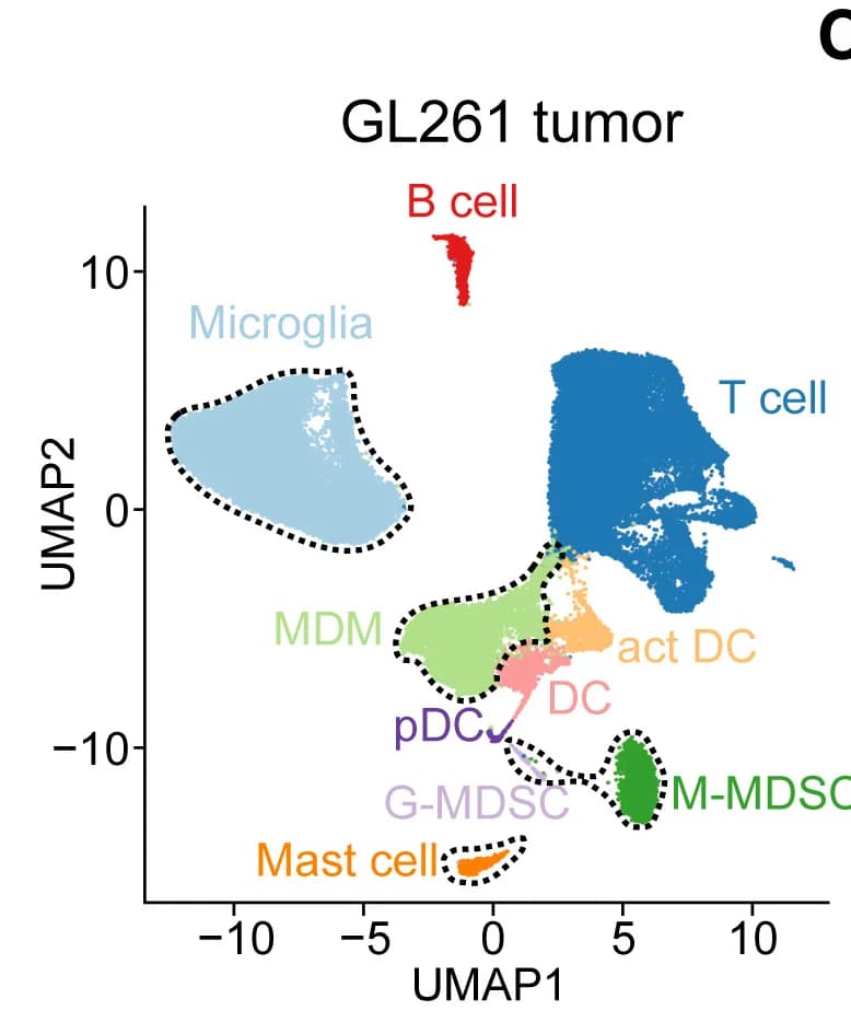 Open access visualization of Scatter Plot, UMAP, UMAP Plot, Immune Cells, GL261 Tumors