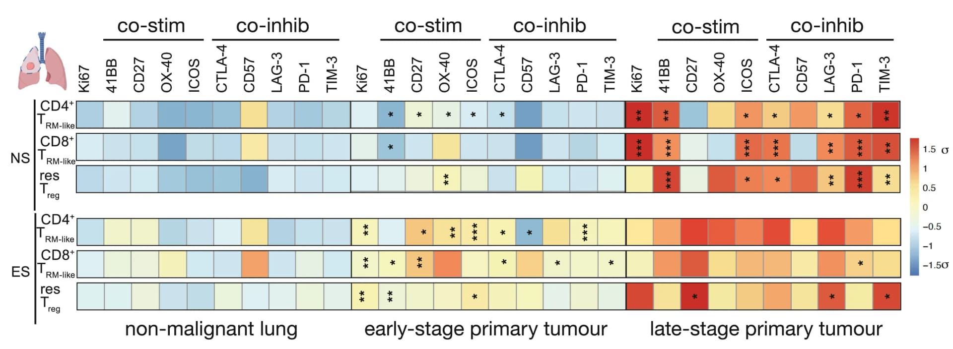 Open access visualization of Heatmap, Co-stimulatory Protein, Co-inhibitory Protein, CD4+TRM-like Cells, CD8+TRM-like Cells