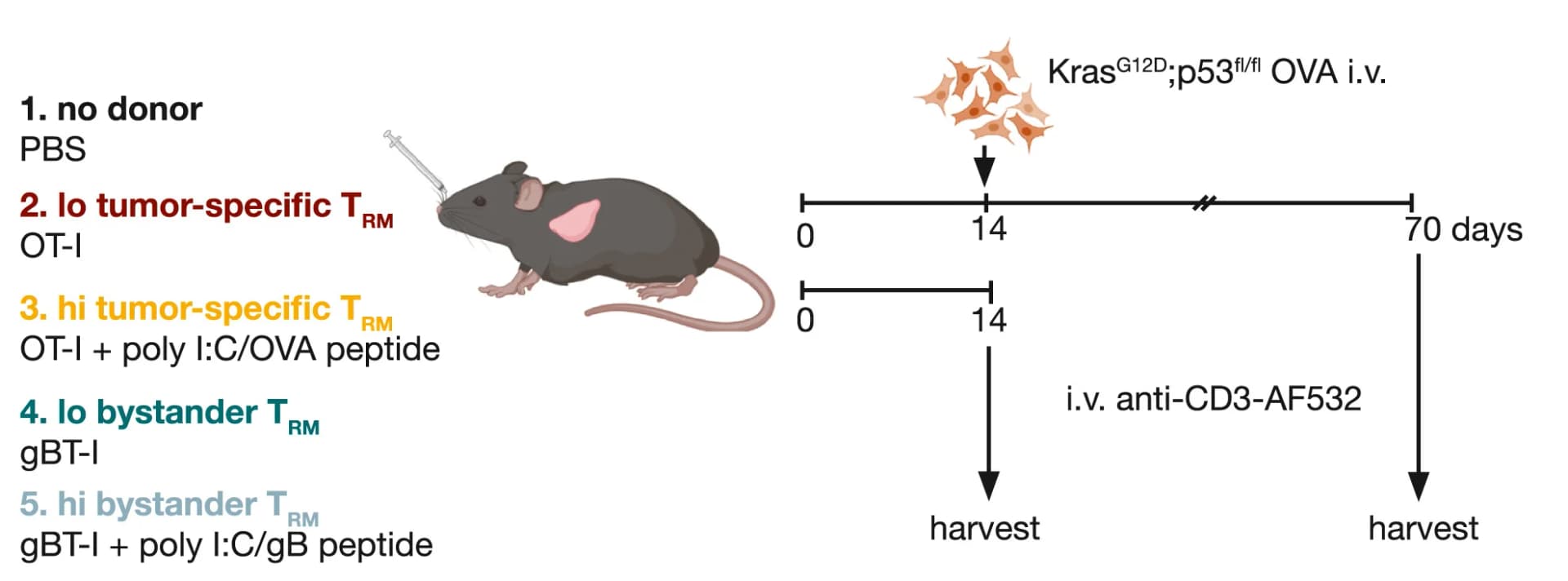 Open access visualization of Workflow, Illustration, Experimental design, Donor T Cells, Host