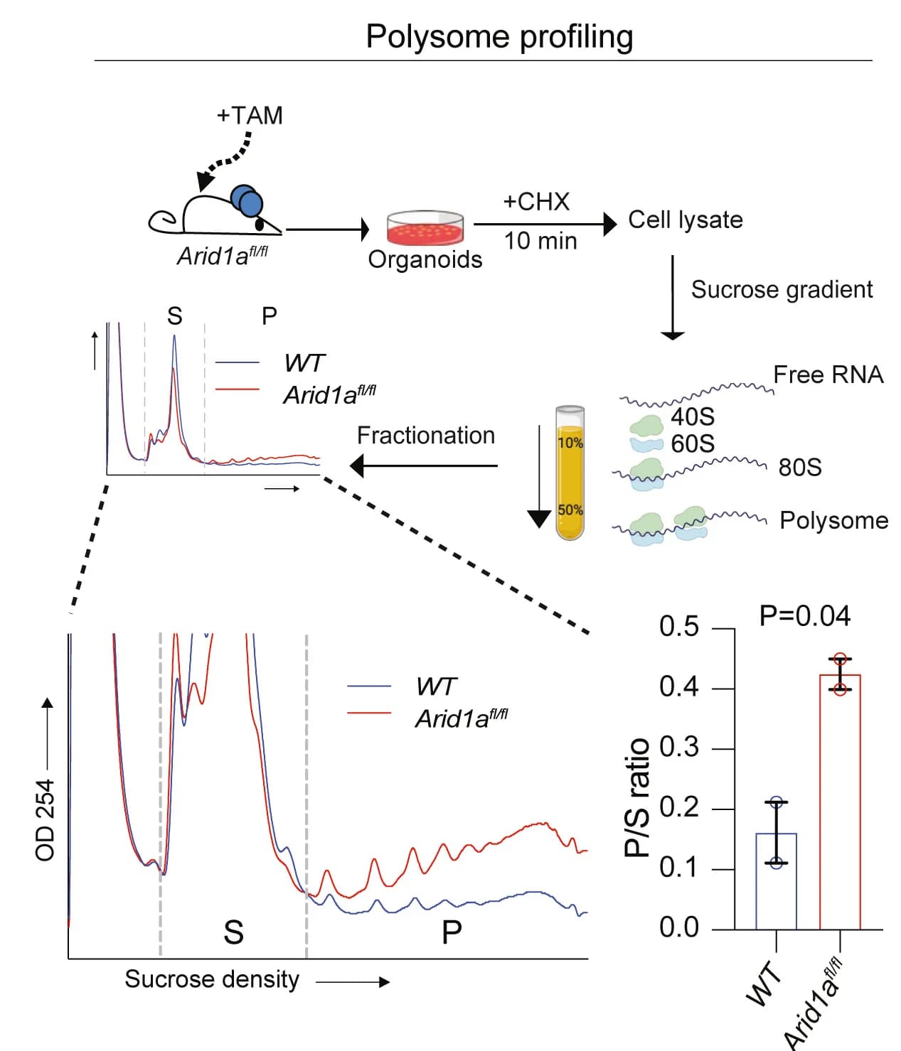 Open access visualization of Line Plot, Bar Plot, Error Bars, Polysome Profiling Assay, Schema