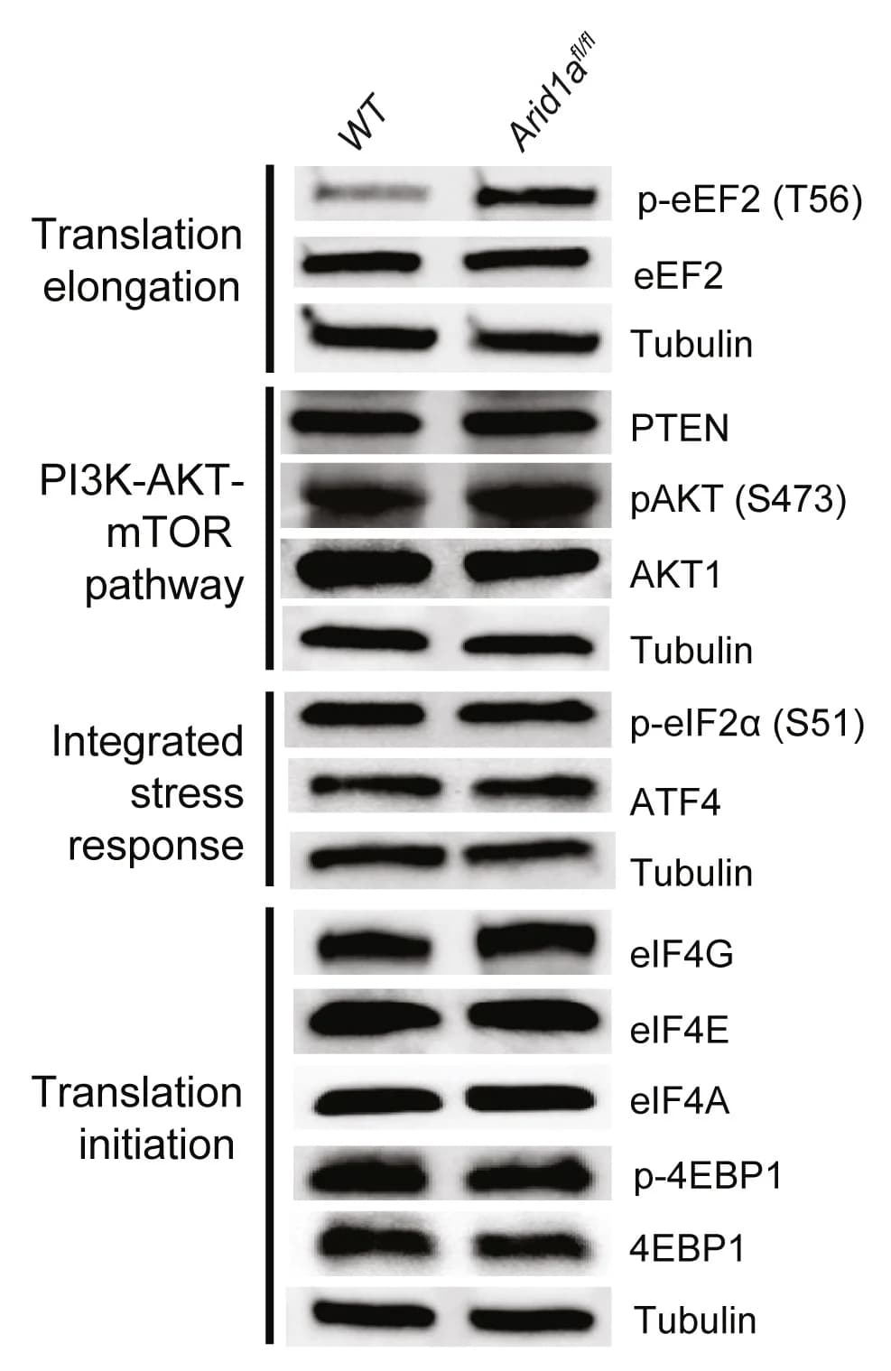Open access visualization of Gel, mRNA Translation, Urothelial Organoids, Immunoblots, WT