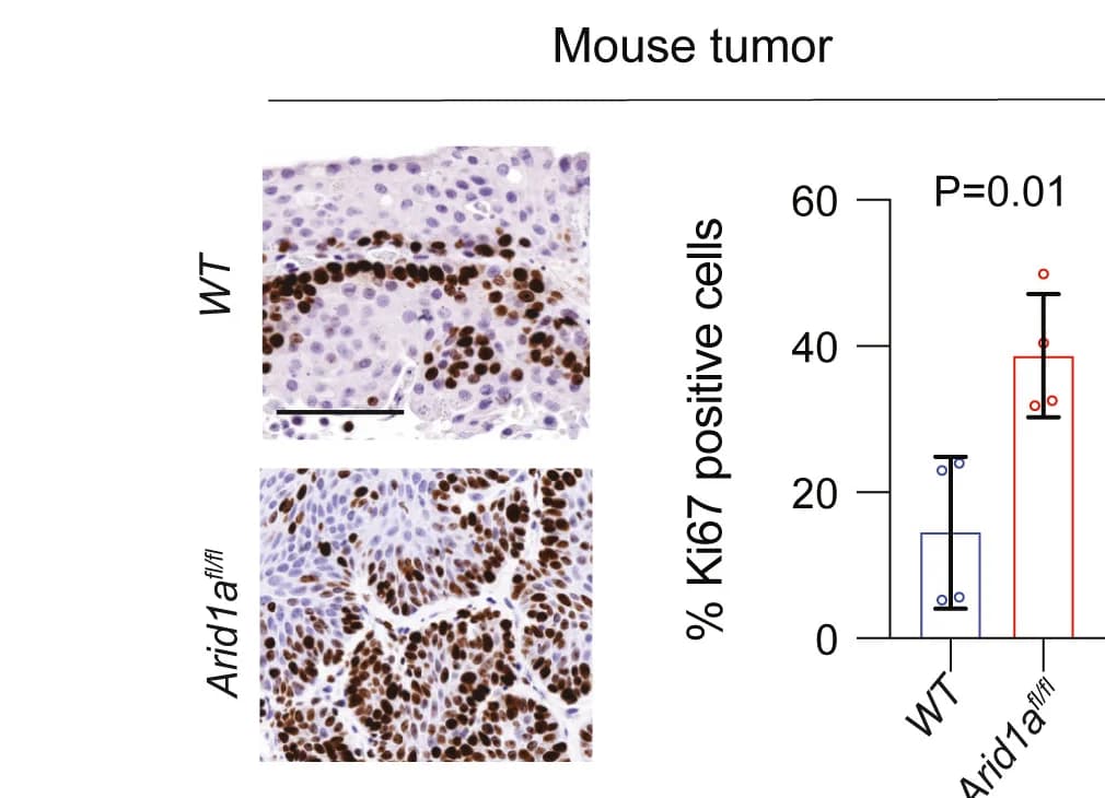 Open access visualization of Bar Plot, Error Bars, Microscopy, Ki67 Staining, WT