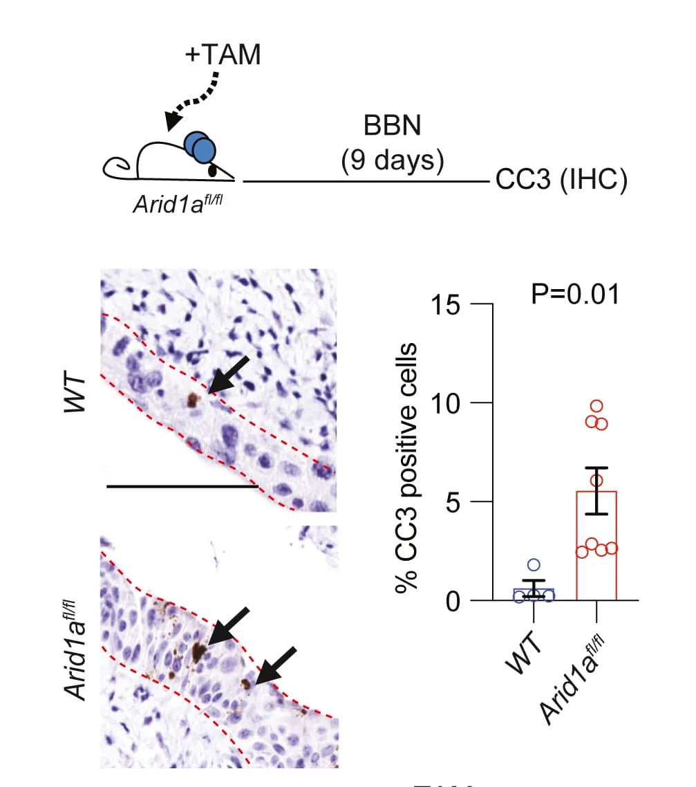 Open access visualization of Bar Plot, Error Bars, γH2AX Staining, CC3 Staining, WT Mice