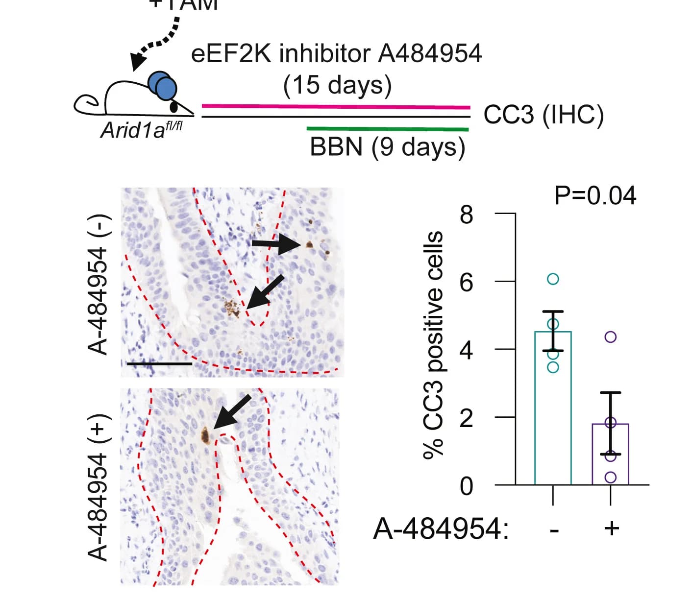 Open access visualization of Bar Plot, Error Bars, H2AX, CC3 Staining, Arid1afl/fl Mouse