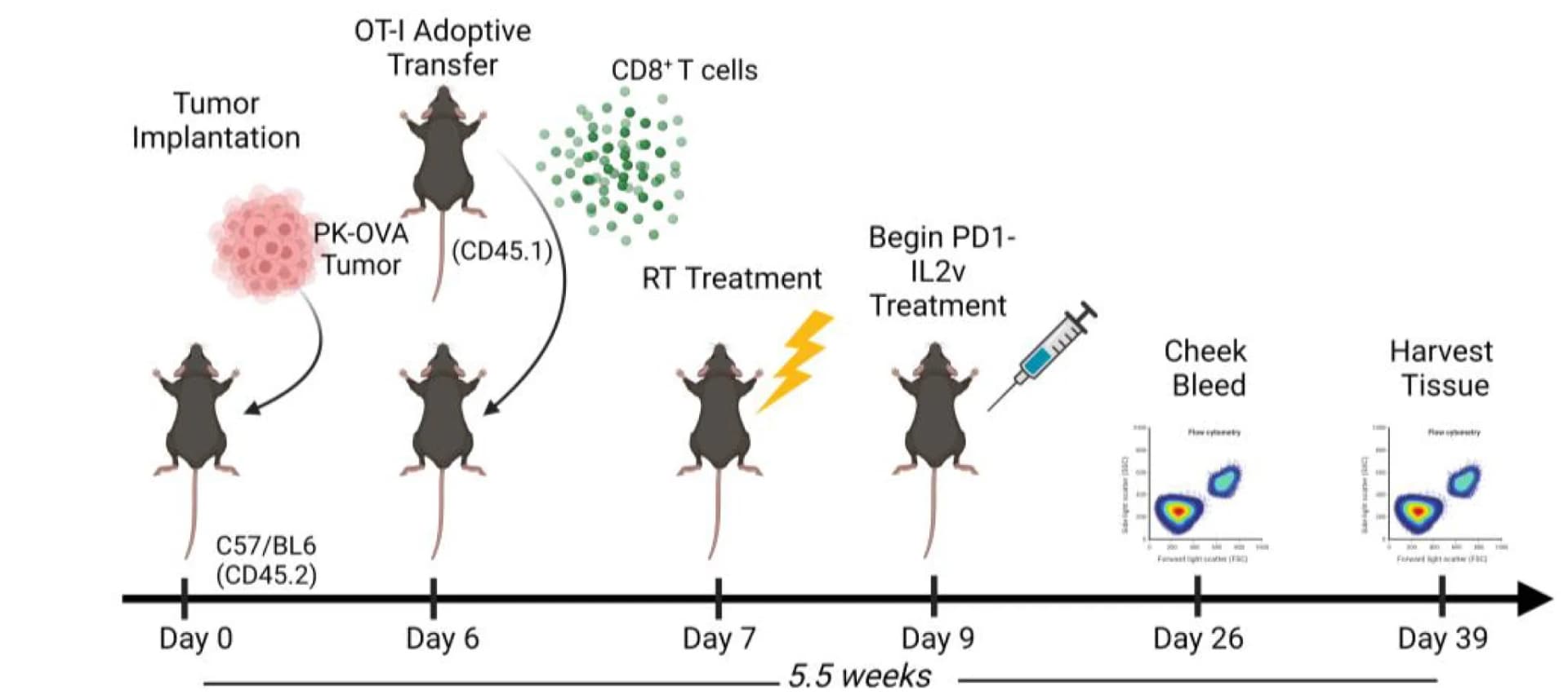 Open access visualization of Workflow, Illustration, Scatter Plot, OT-1 CD8+T Cells, Adoptive Transfer