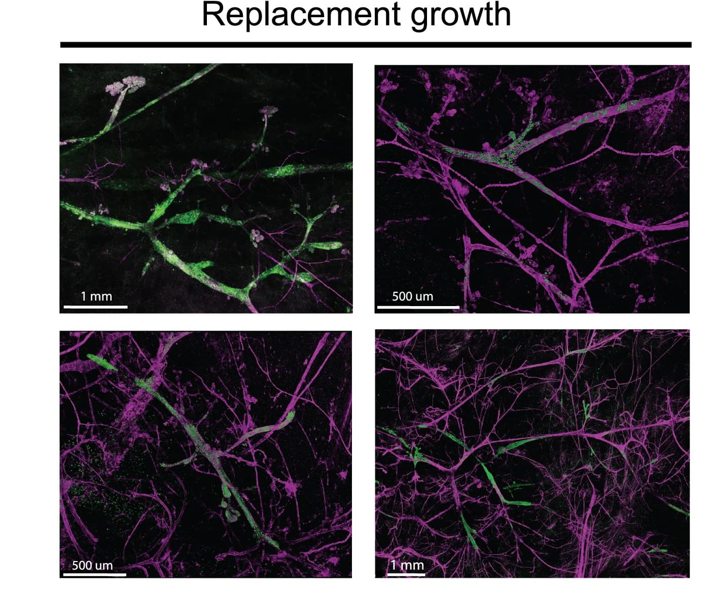 Open access visualization of Microscopy, 3D Whole-Mount Imaging, DCIS Lesions, PDX Models, Replacement Growth