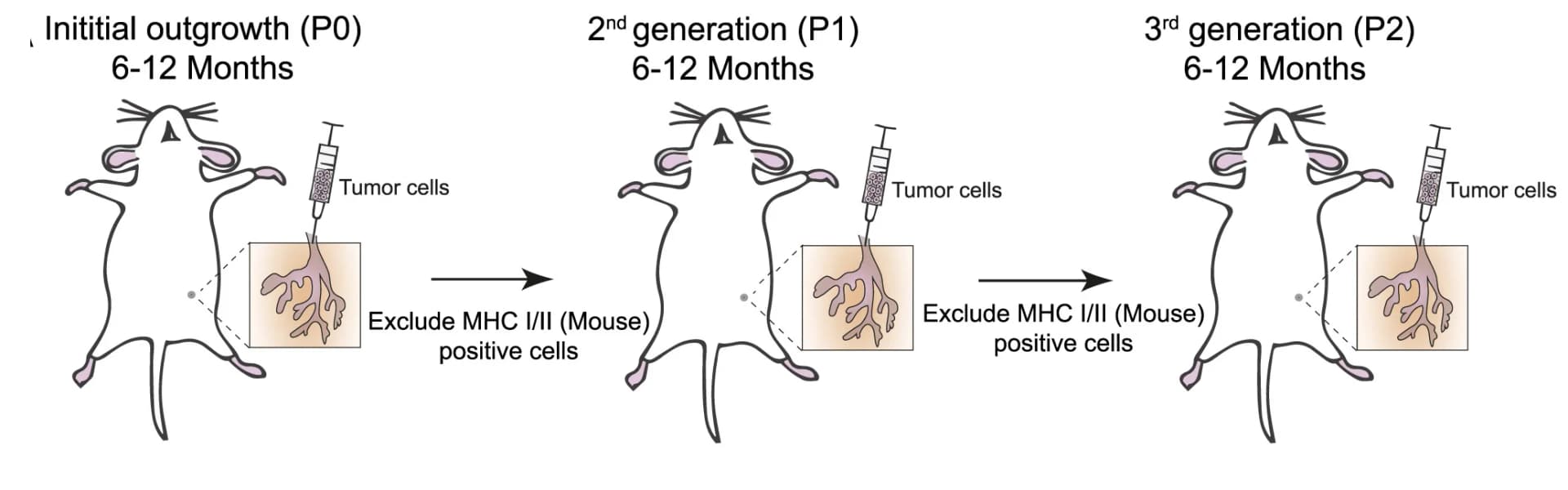 Open access visualization of Workflow, Illustration, Serial Transplantation, DCIS Outgrowths, Magnetic Bead Sorting