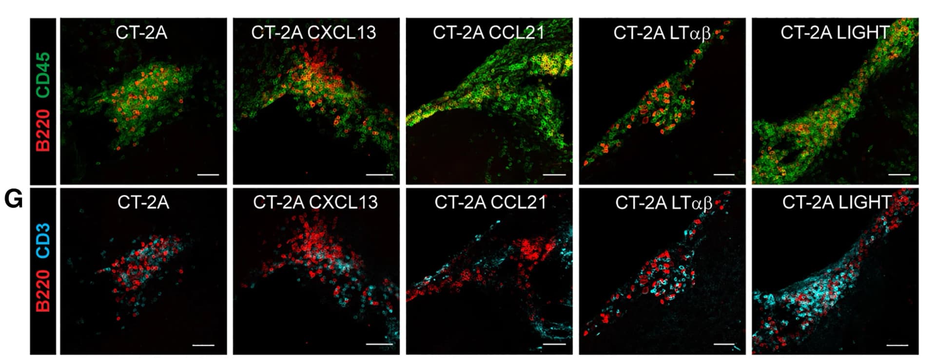 Open access visualization of Microscopy, Immunofluorescence Images, CD45+B220+TLS