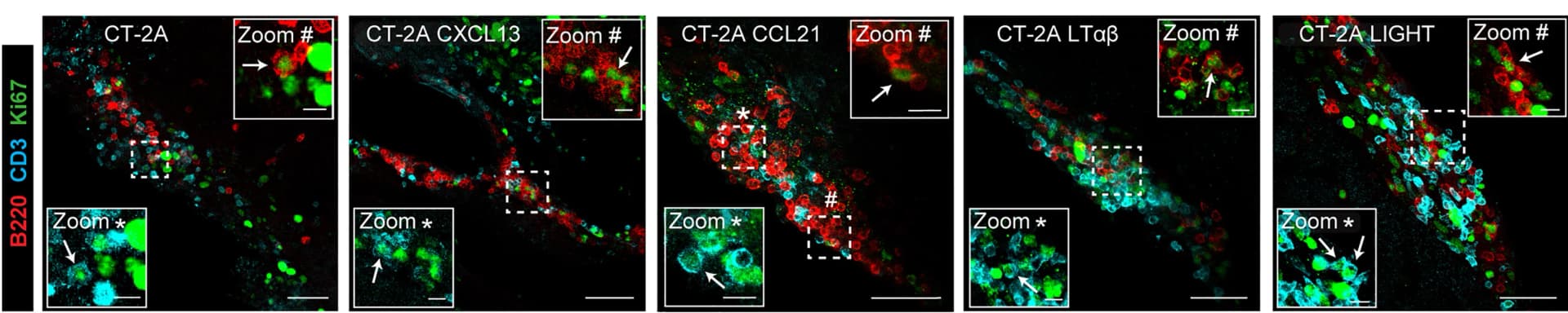 Open access visualization of Microscopy, Immunofluorescence Images, Ki67+Staining, CD3+B220+TLS, Proliferating Cells