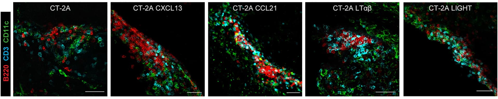 Open access visualization of Microscopy, Immunofluorescence Images, CD11c+Staining, CD3+B220+TLS