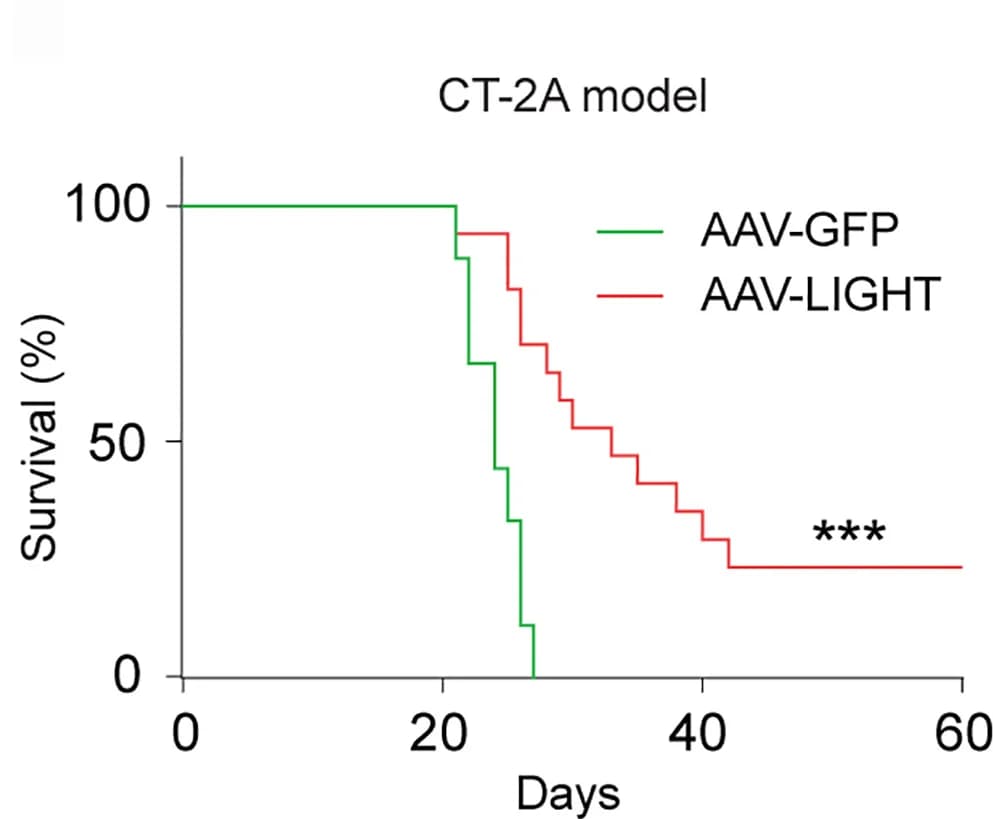 Open access visualization of Survival Curve, Line Step, Kaplan-Meier survival curves, Tumor-bearing mice, AAV-GFP