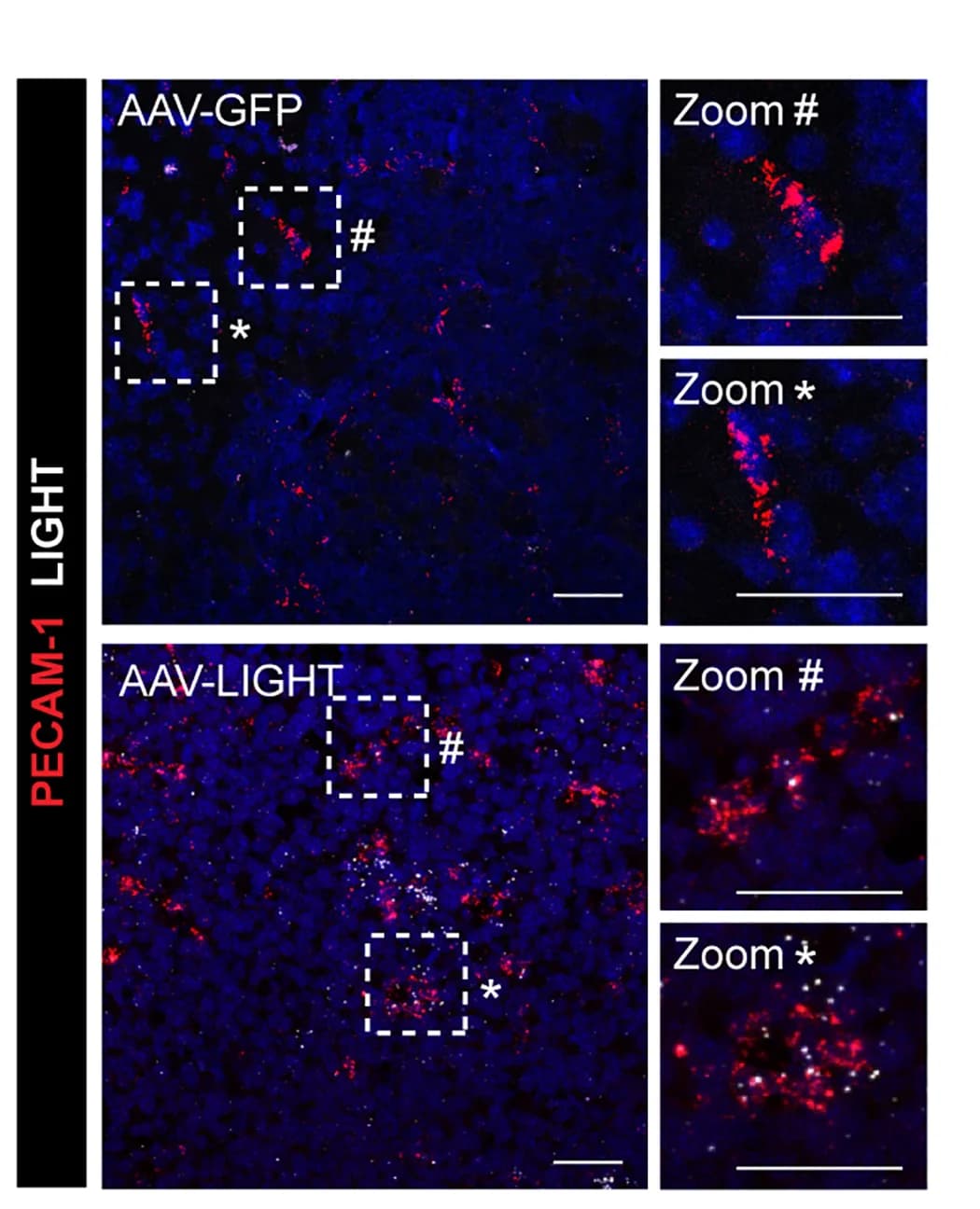 Open access visualization of Microscopy, RNAscope images, LIGHT mRNA, Pecam1 mRNA, CT-2A gliomas