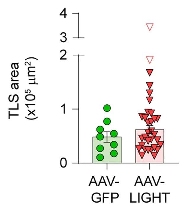 Open access visualization of Bar Plot, Error Bars, TLS area, Unpaired t test, Grubbs test