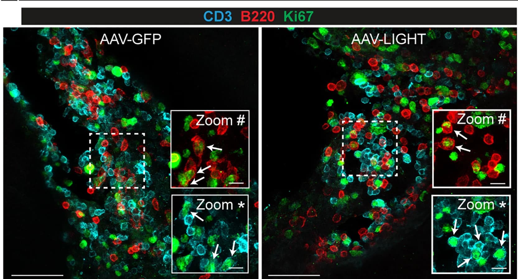 Open access visualization of Microscopy, Immunofluorescence, Ki67 Staining, CD3+B220+TLS, Proliferating Cells