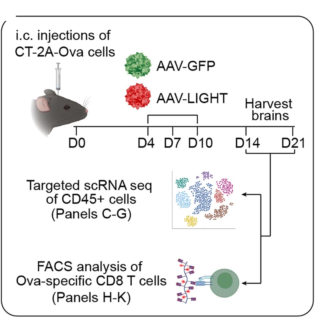 Open access visualization of Workflow, Experimental Layout, Glioma Cell Line, Single-Cell RNA Sequencing, Flow Cytometry Analysis