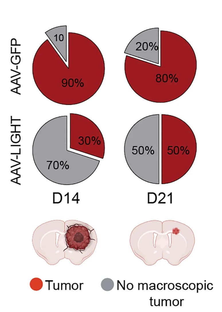 Open access visualization of Pie Chart, Illustration, Brain Dissection, Macroscopic Tumor, Tumor Status