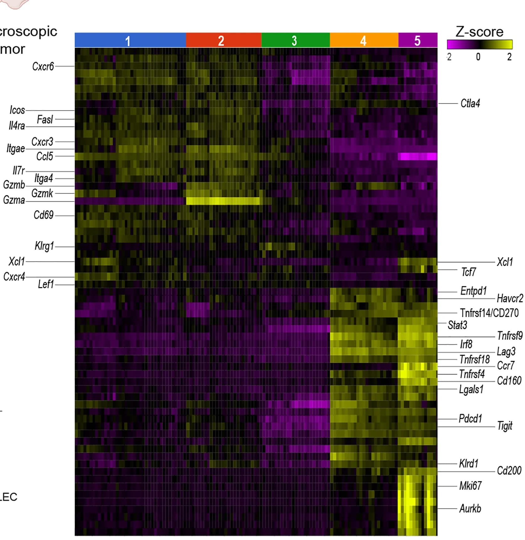 Open access visualization of Heatmap, Genes, CD8+T Cell Cluster, Averaged Z-Scores, False Discovery Rate
